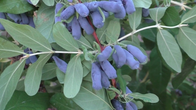 honeysuckle moraine