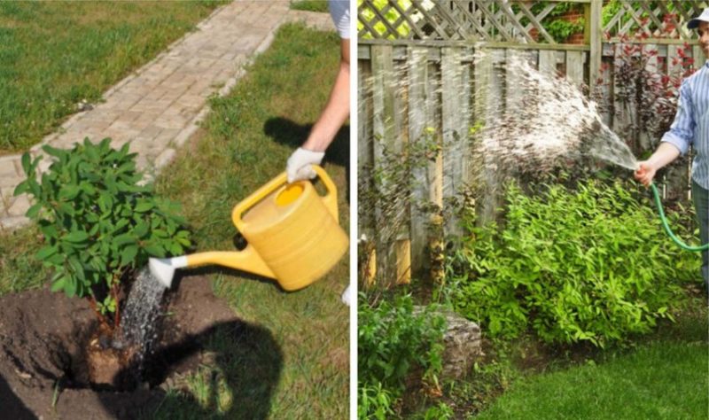 how often to water honeysuckle in summer