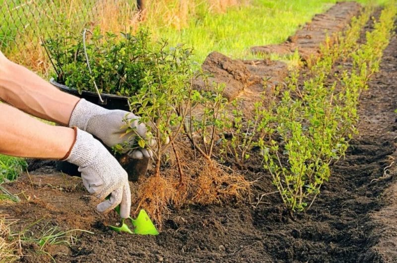 how to plant barberry correctly