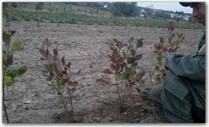 barberry bush planting