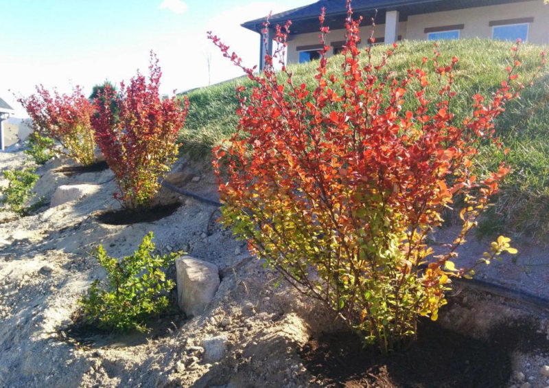 Planting barberry