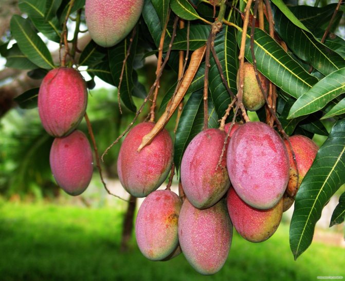 arbre de mango