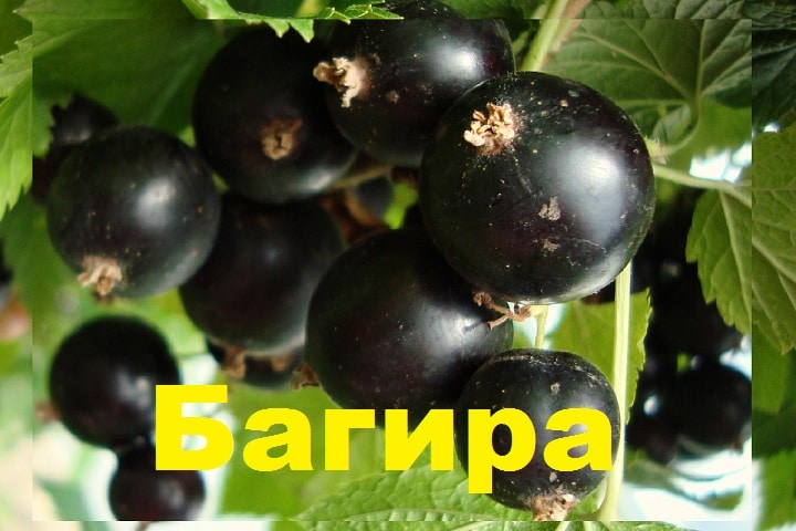 Blackcurrant Bagheera