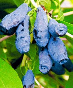 honeysuckle bazhovskaya