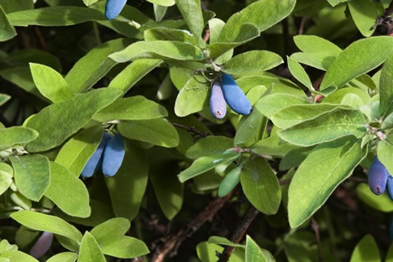 honeysuckle bazhovskaya iba't ibang paglalarawan