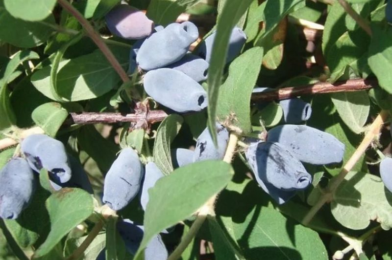 Μελισσόχορτο Lapis Lazuli