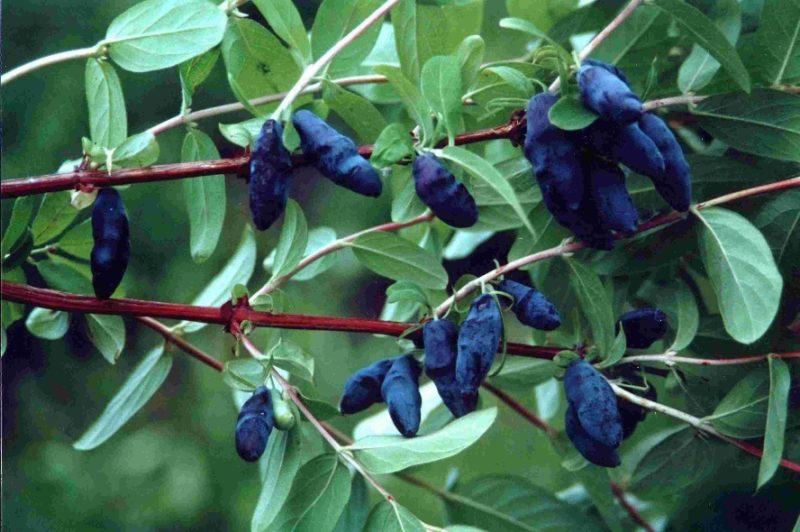 Geißblatt-Azurblau