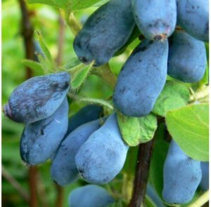 Beschrijving van de variëteit van kamperfoelie met blauwe ogen