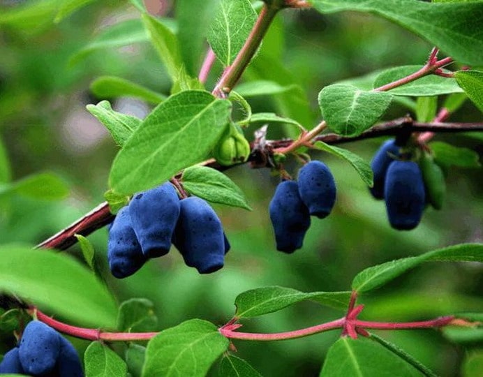 плавооки орлови нокти