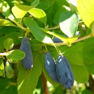 Varieti awal berbuah honeysuckle Viola