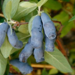 honeysuckle gzhelka