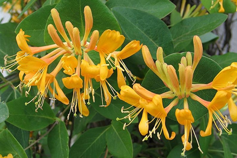 Thälmann honeysuckle