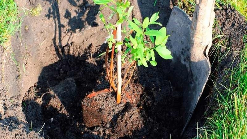 High-yielding matamis na iba't-ibang honeysuckle Indigo jam