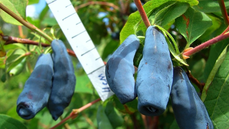 יערה היברידית אמצע סוף סוף בת ענקית