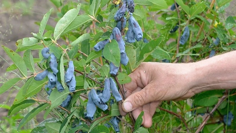 תיאור הבת של הענק יערה