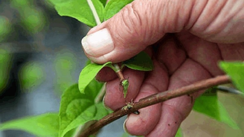 Mid-late hybrid honeysuckle Giant's Daughter