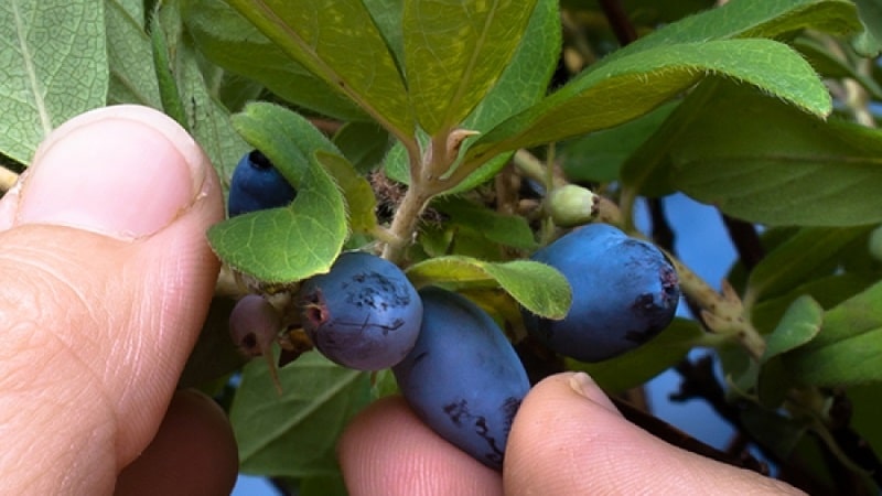 penerangan pelbagai jenis honeysuckle