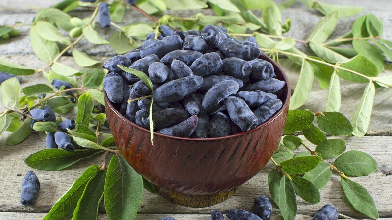 Variété savoureuse à haut rendement de chèvrefeuille Slastena