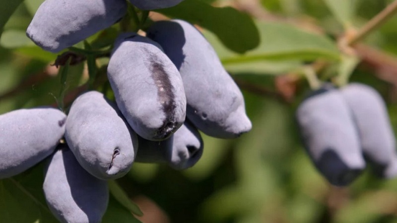 Variedad sabrosa de madreselva Slastena de alto rendimiento