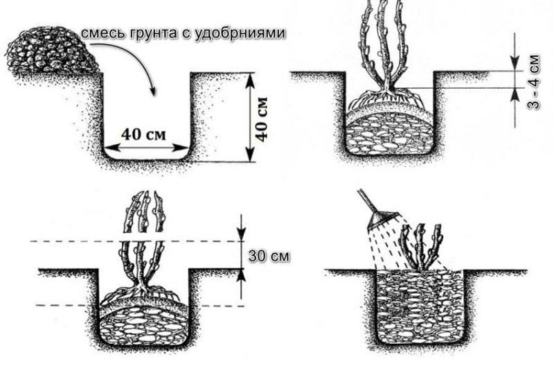 Varietat de lligabosc d'alt rendiment Sibiryachka