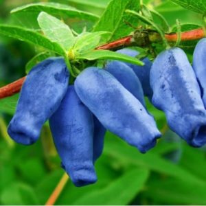 honeysuckle velvet