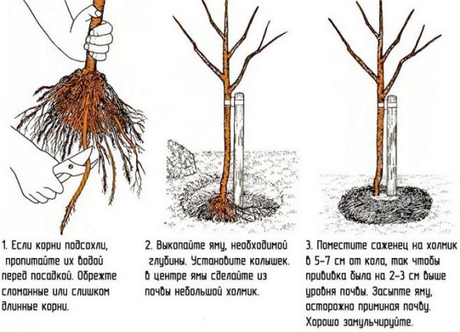 Rano plodna sorta orlovih noktiju Viola