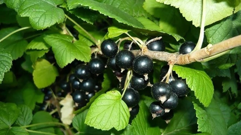 Ce qui est bien avec la variété de cassis Charovnitsa et comment la cultiver correctement