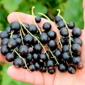 What is good about the Charovnitsa currant variety and how to grow it correctly