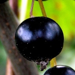 Currant Enchantress