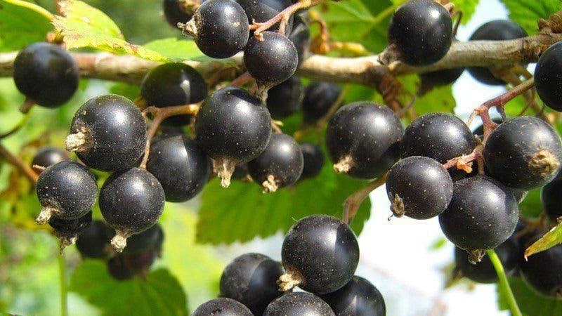 Currant Enchantress