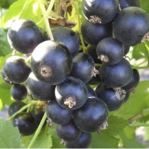 black currant pygmy