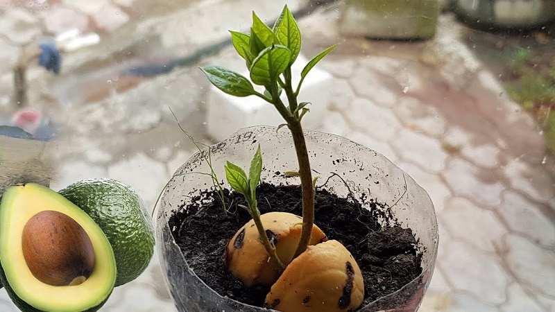 Cultivamos uma fruta estranha em casa: como plantar um abacate e cuidar bem dele