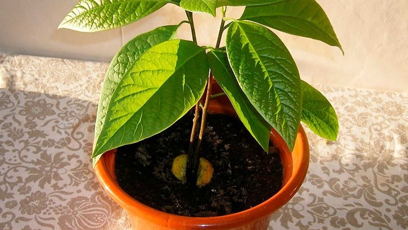 Cultivamos uma fruta estranha em casa: como plantar um abacate e cuidar bem dele