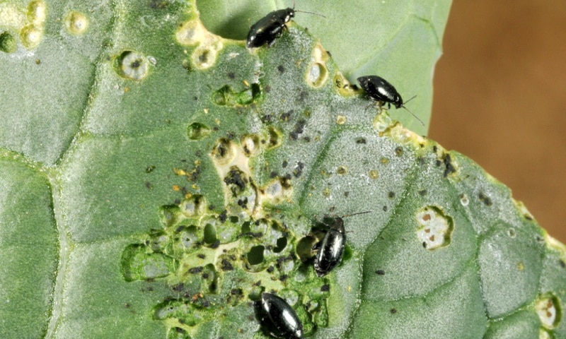 Why do black spots appear on cauliflower and is it safe to eat?