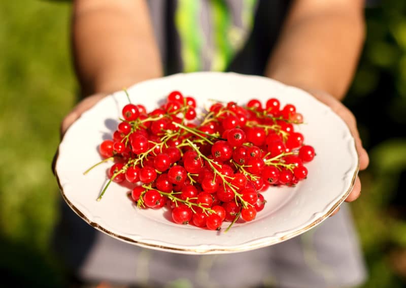 The benefits and harms of red currants for women's health