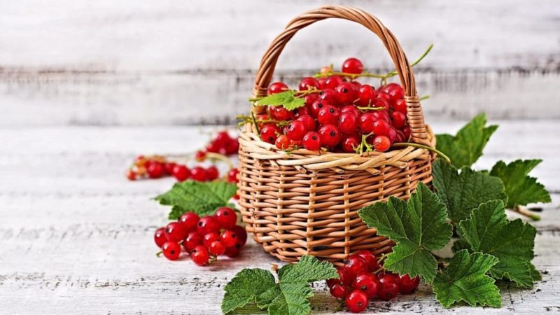 The benefits and harms of red currants for women's health