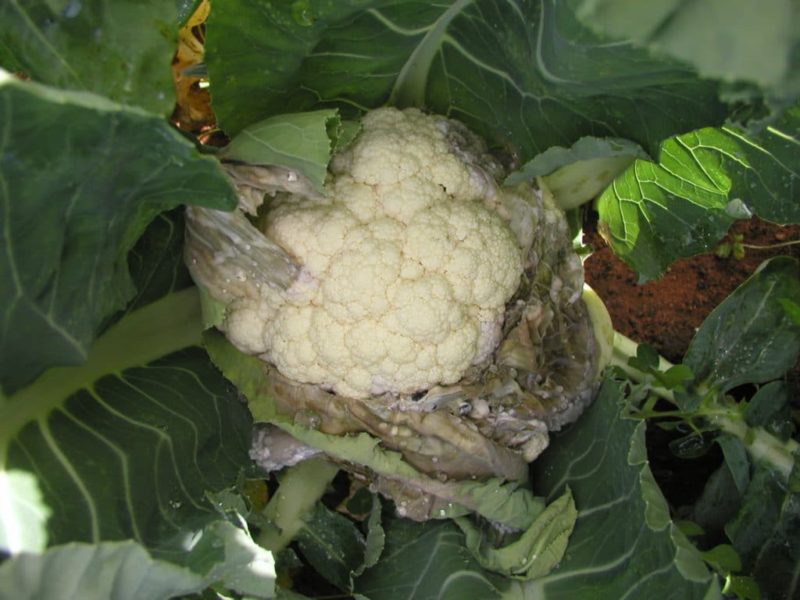 Why do black spots appear on cauliflower and is it safe to eat?