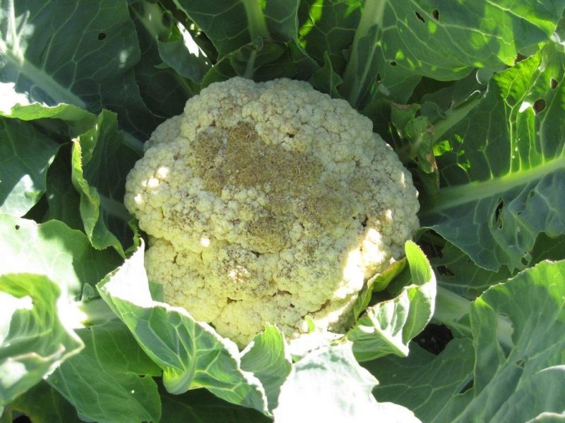 Why do black spots appear on cauliflower and is it safe to eat?