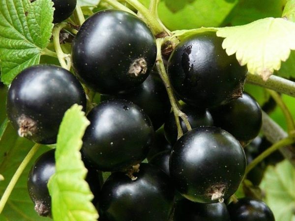 Dobrynya currant iba't-ibang paglalarawan