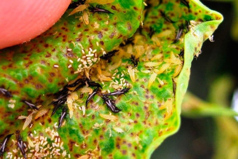 Why do black spots appear on cauliflower and is it safe to eat?