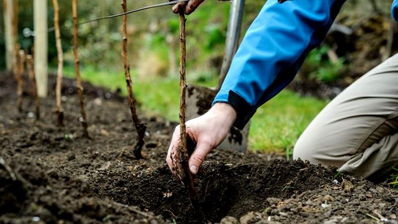 quand planter des framboises