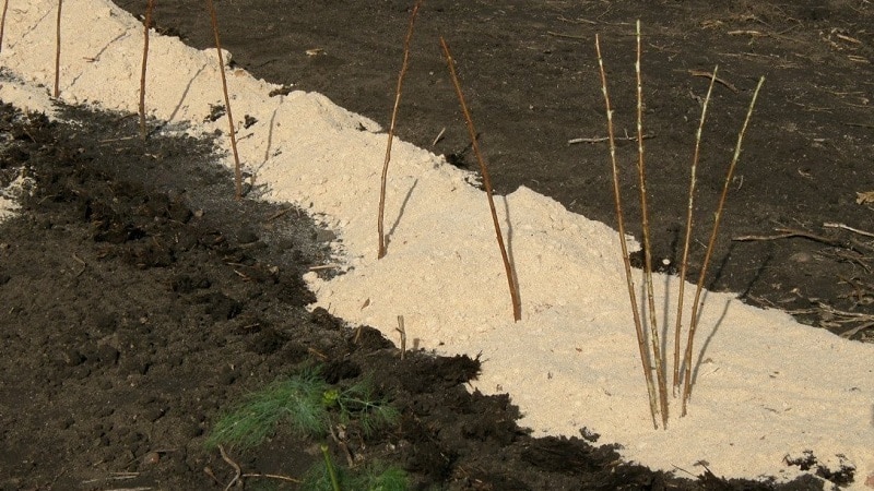 ¿Cuándo es la mejor época para plantar frambuesas?