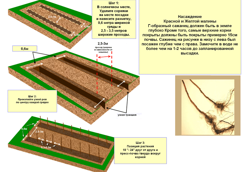 cuando plantar frambuesas en primavera u otoño