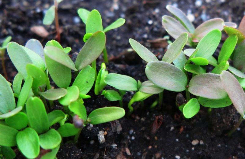 Como cultivar bérberis a partir de sementes em casa e em terreno aberto