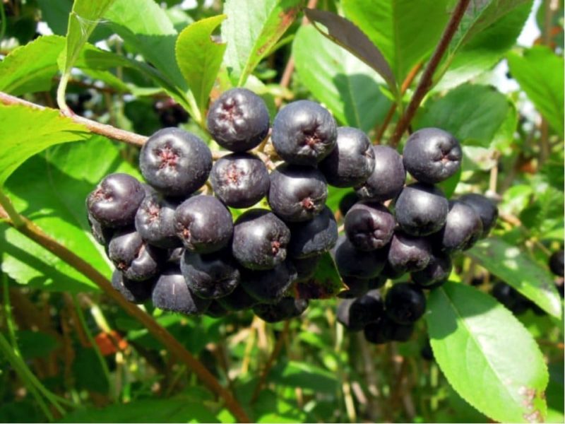 Sollten Sie während der Schwangerschaft Aronia essen?