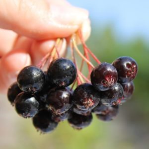 Should you eat chokeberry during pregnancy?