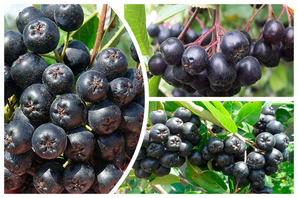 Sollten Sie während der Schwangerschaft Aronia essen?