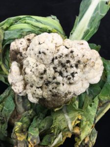 black spots on cauliflower