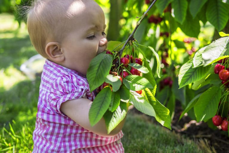 Zijn kersen toegestaan ​​tijdens de borstvoeding en wat zijn de voordelen voor moeder en baby?