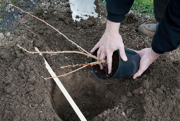 Serbentų veislės Black Pearl (perlas) apžvalga: privalumai ir trūkumai, savybės, auginimo paslaptys